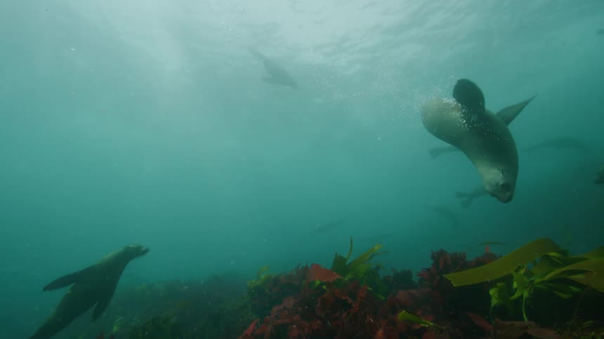 Seals swimming in the open sea