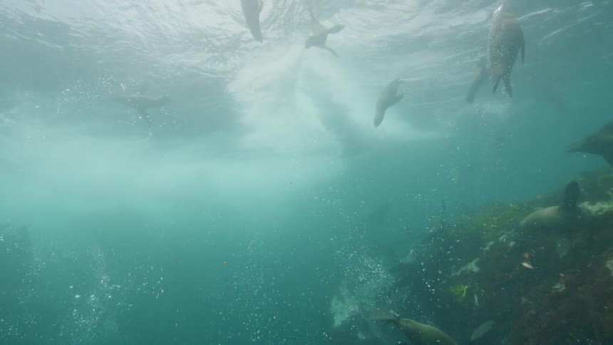 Herd of sea lions playfully swim over a coral reef in the ocean
