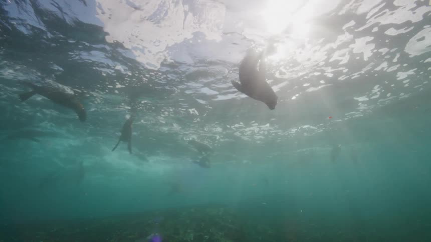 Rays of sunlight shine upon sea lions swimming near the surface
