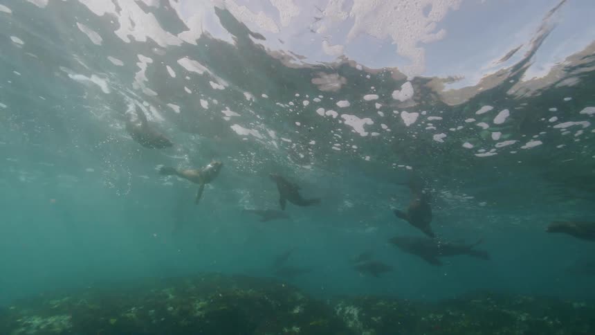 Pod of seals swims between surface and seafloor
