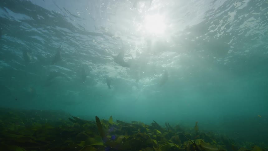 Sea lions swim together beneath the sea during the day