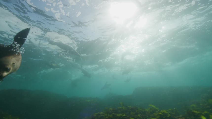 View from inside the sea of seals swimming above the kelp