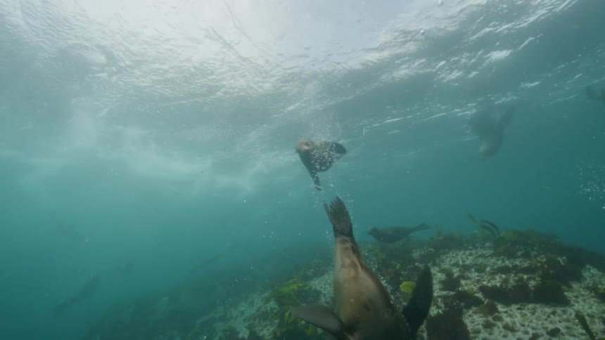 A group of seals swimming around a reef underwater