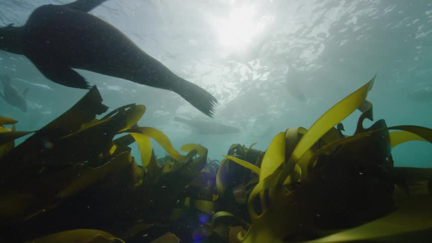 View from inside the sea of seals
