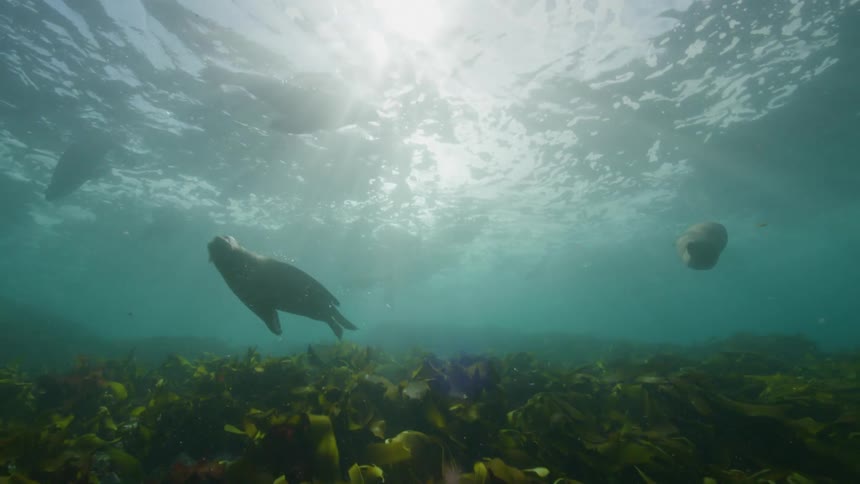 Seals swimming under water over plants as the sun shines on the ocean surface