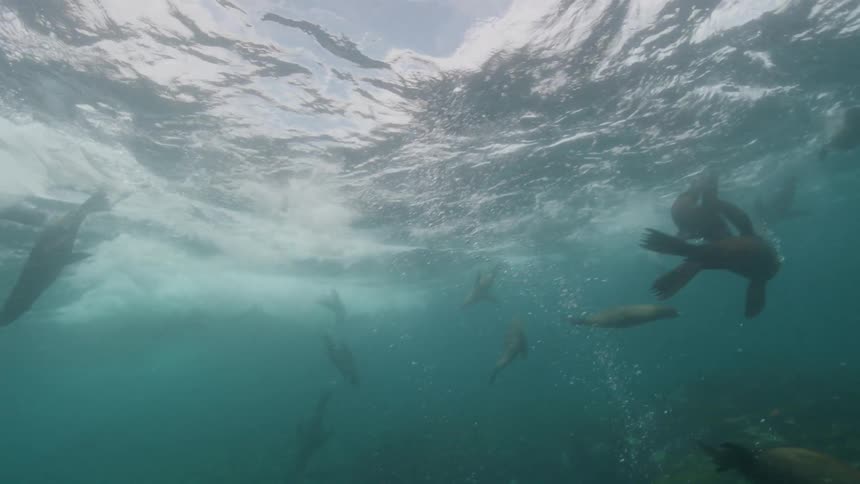 A group of seals swimming next to a coral underwater