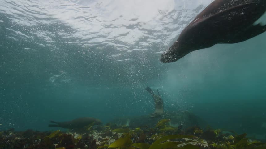 A group of seals are swimming underwater in the ocean