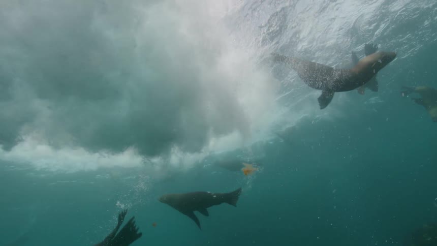 Seals stationary inside the sea then they start moving due to the ocean wave