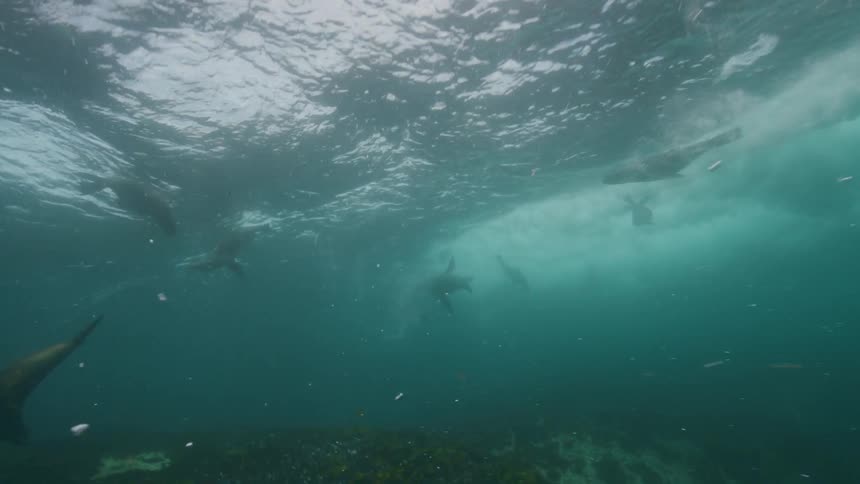 Seals swimming in a blue sea with sunlight reflection