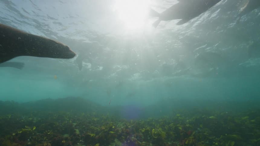 Sea lions swimming under water