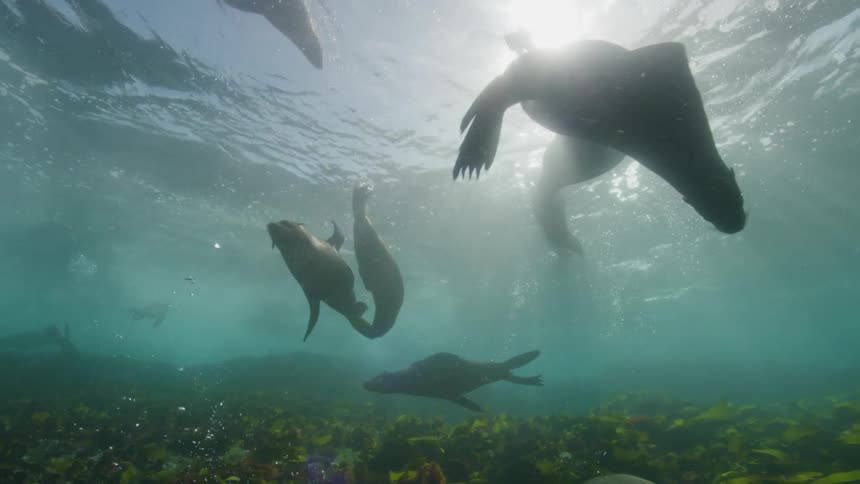 A group of several seals swimming in waters whose floor is covered in algae