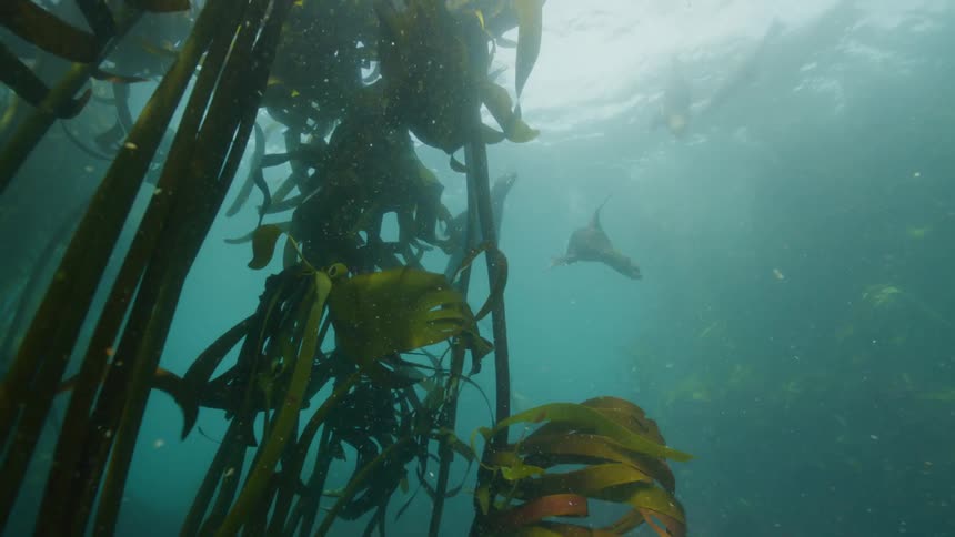 Seals swimming in the clear ocean with kelp