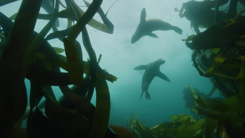 Sea lion swimming under water close to a plant