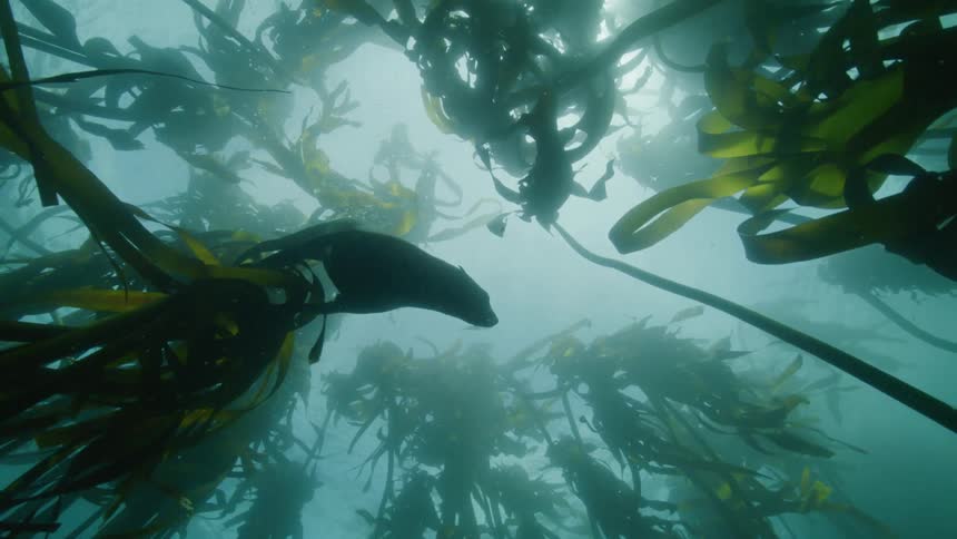 Seals swimming above the kelp
