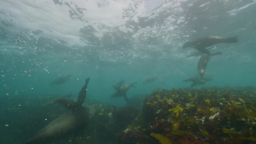 A group of seals playing near the reefs at the bottom of the sea