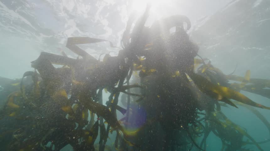 View of a sea lion swimming amidst the seaweed
