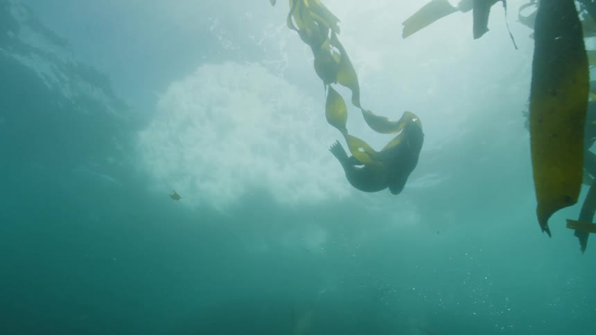 View from inside the sea of seals swimming alongside kelp