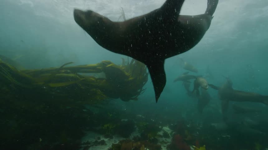 Sea lions swimming under the ocean water