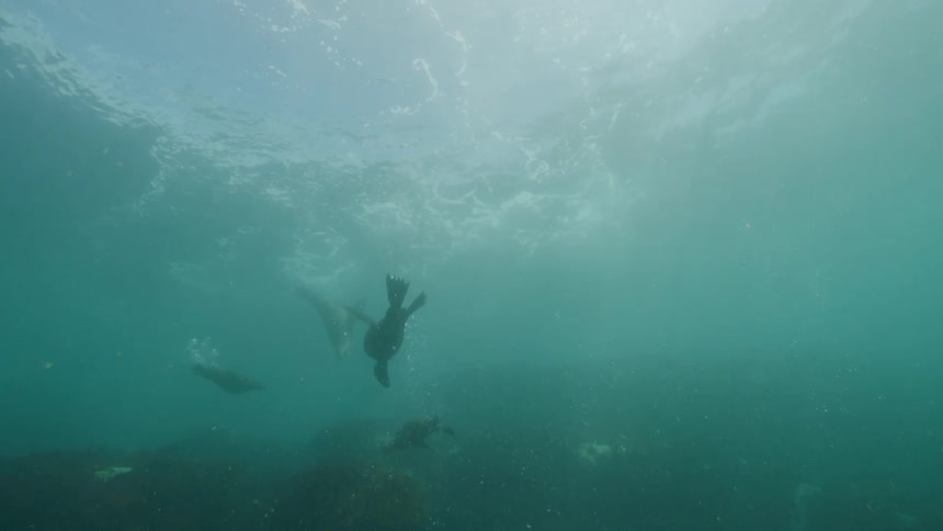 View from inside the sea of seals swimming