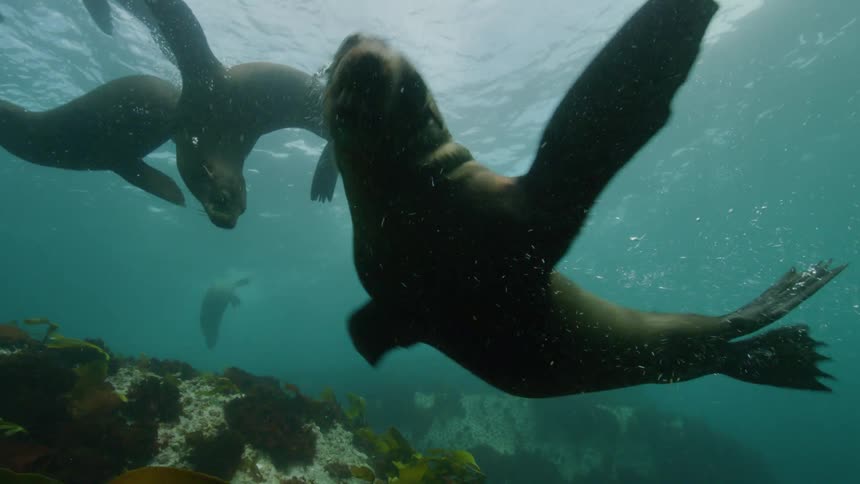 Seals swimming in the sea
