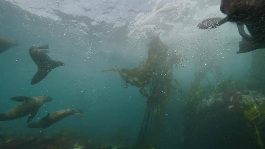 Sea lions are swimming over the seabed among seaweed and underwater vegetation