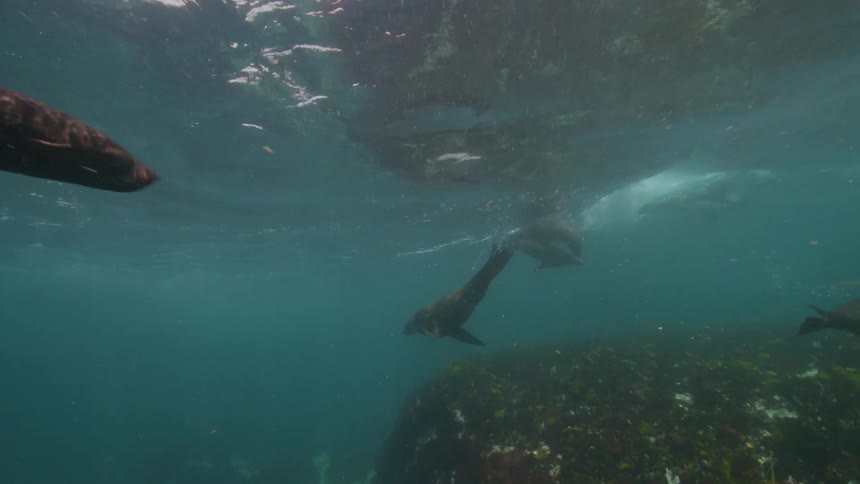 Seals swim quickly in the waves of the blue sea