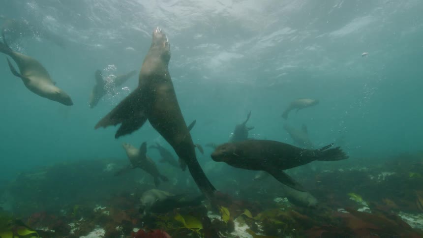 Sea lions are swimming over the seabed among fish and underwater vegetation