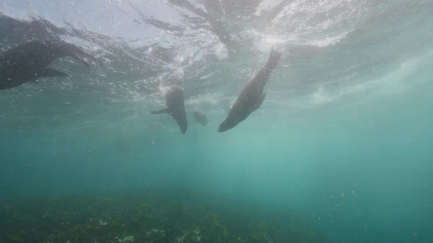 Seals playing in the waves of the blue sea