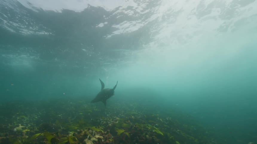 Sea lion playfully swims under the waves over a reef