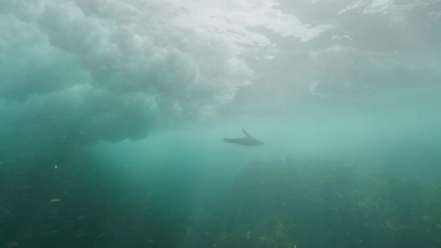 Sea lions are swimming over the seabed as sunlight shines on the ripples and waves