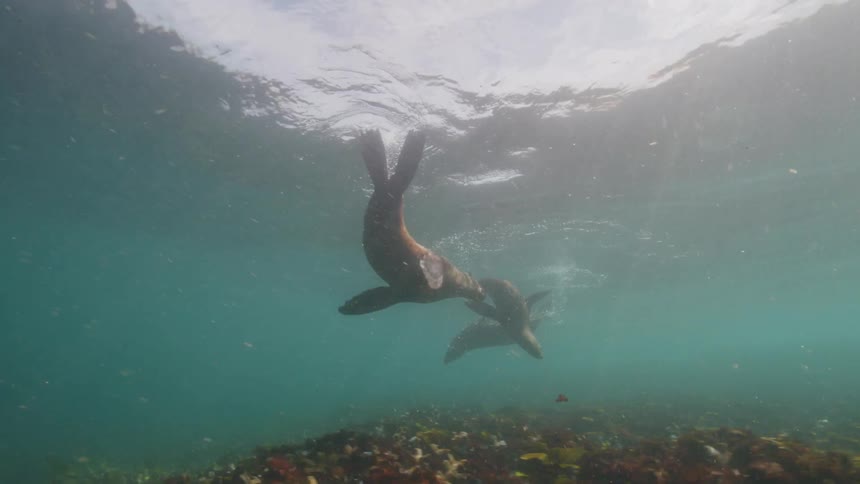 A group of seals swimming close together under water that is being illuminated by sunlight