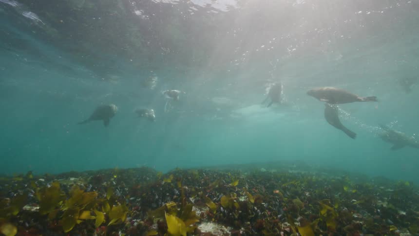 Sea lions swimming under the water as the sun shines down