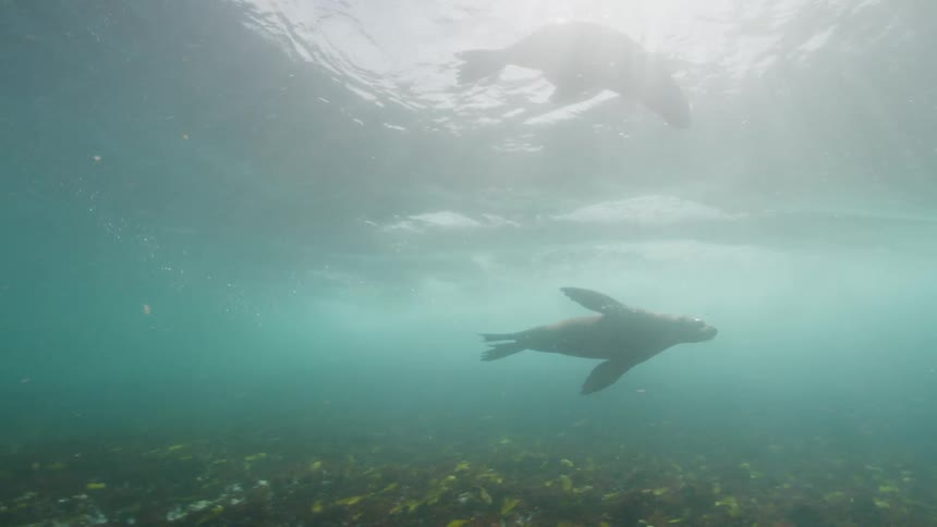 A pair of sea lions swim together underwater during the day