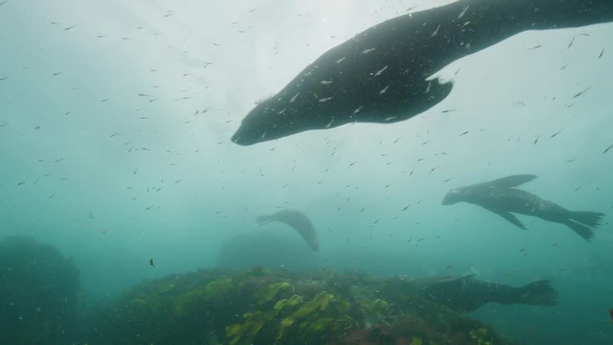 A small group of seals swimming near small fish