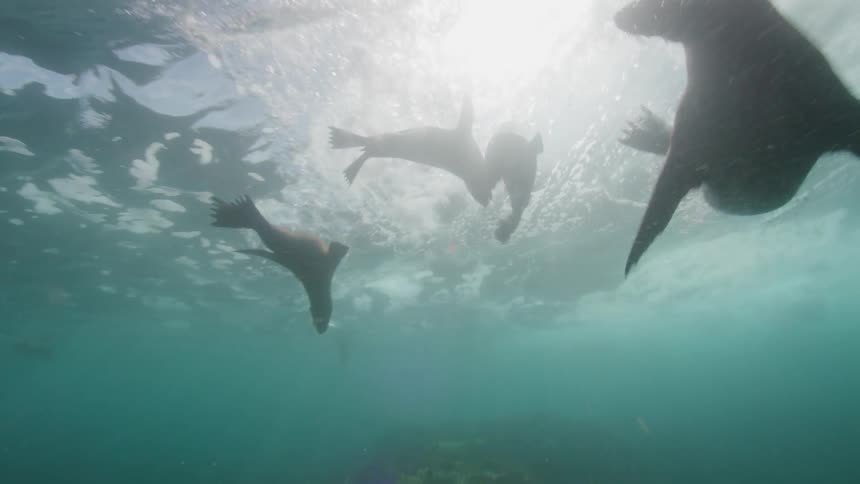 Seals form bubbles in seawater as they swim