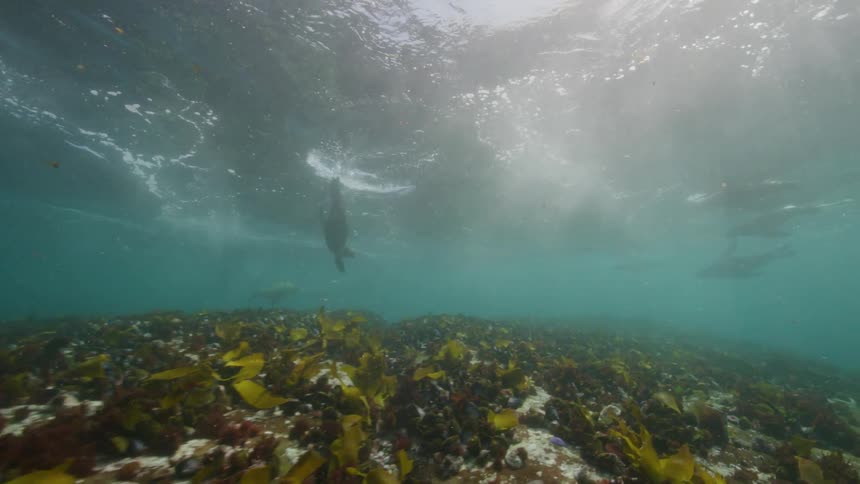 Seal pod swims through murky water near reef as waves roll overhead
