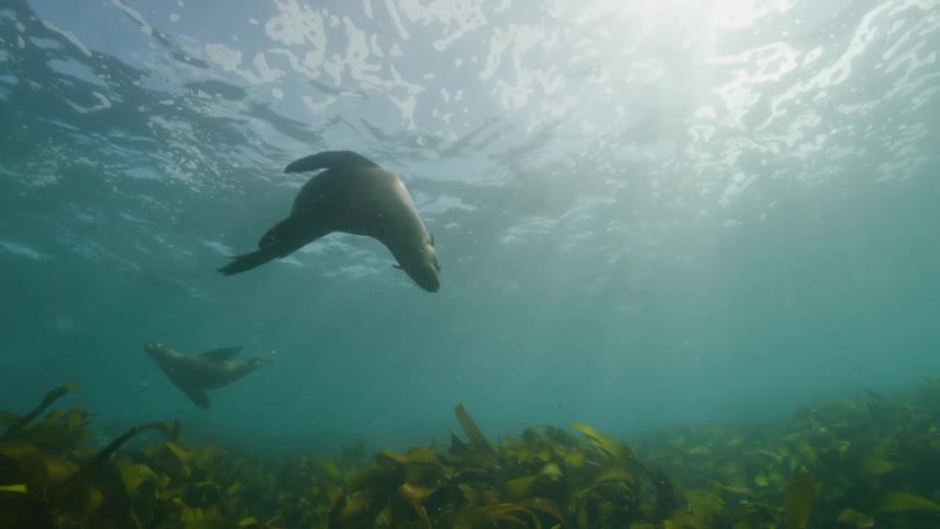 A seal is diving and playing near the seaweed
