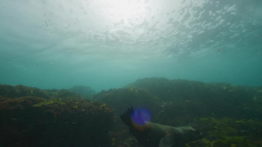 Sun shines through waves on surface as sea lions swim over reef