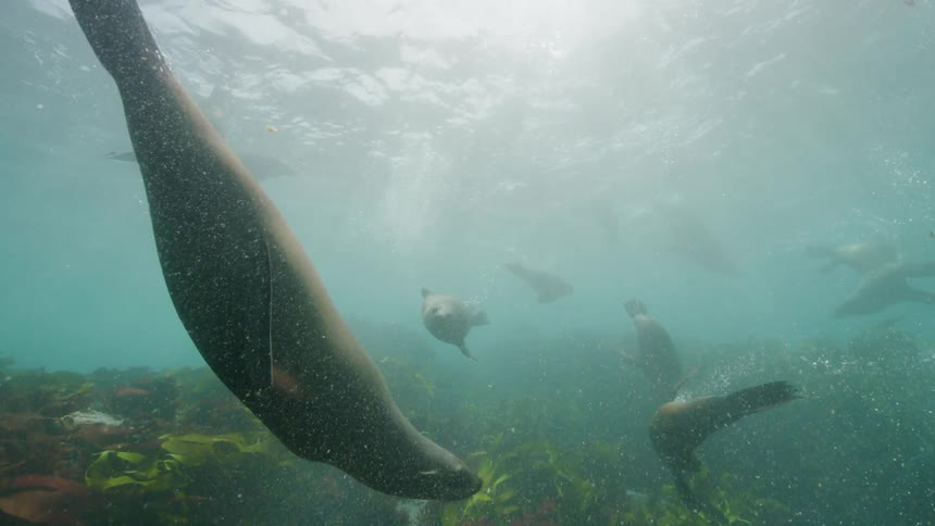 Seals swimming in a blue sea with waves and sunlight reflection
