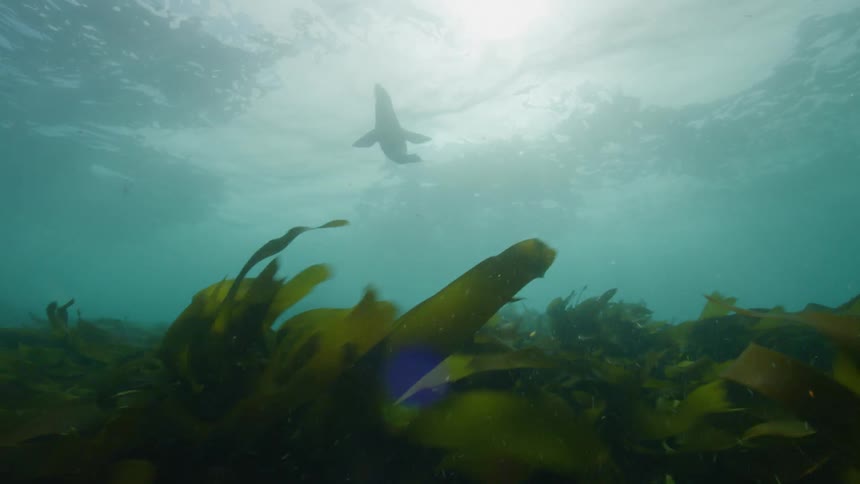 A seal dives near seaweed in the blue sea