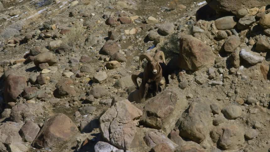 A ram chases another ram over a boulder on a rocky slope during the day