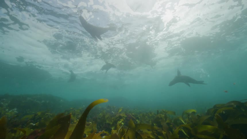 A small group of seals playing on the bottom of the sea near the seaweed
