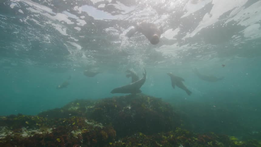 Several seals swimming in shallow waters next to a coral