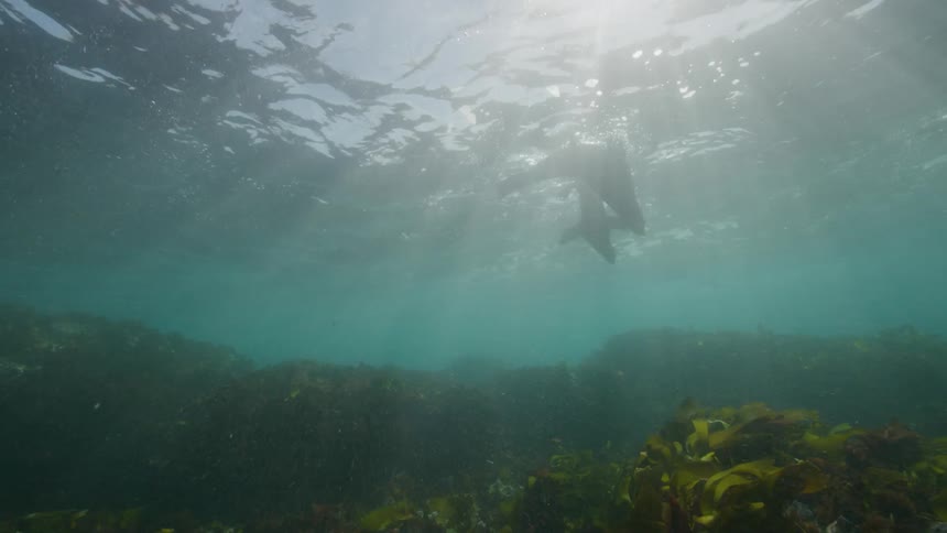 Sea lions are swimming over the seabed as seaweed moves and sunlight shines from above