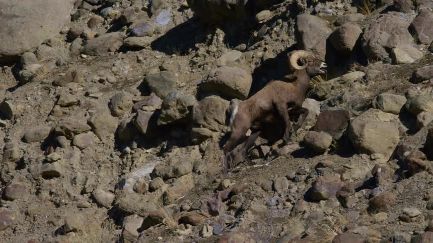 A bighorn sheep climbing rocks on a steep mountain