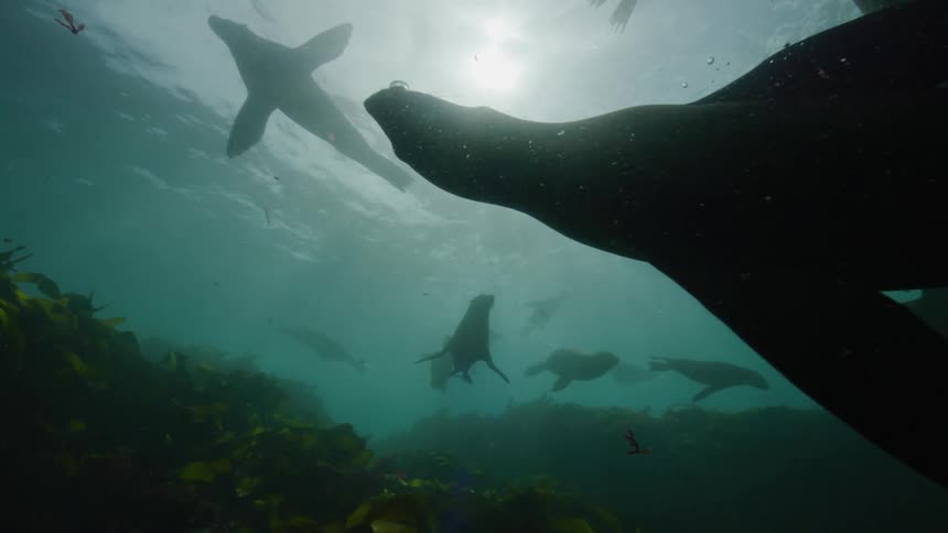 View from inside the sea of seals swimming above the kelp