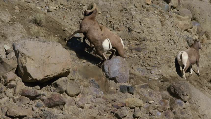 Two rams fight over a ewe on a slope