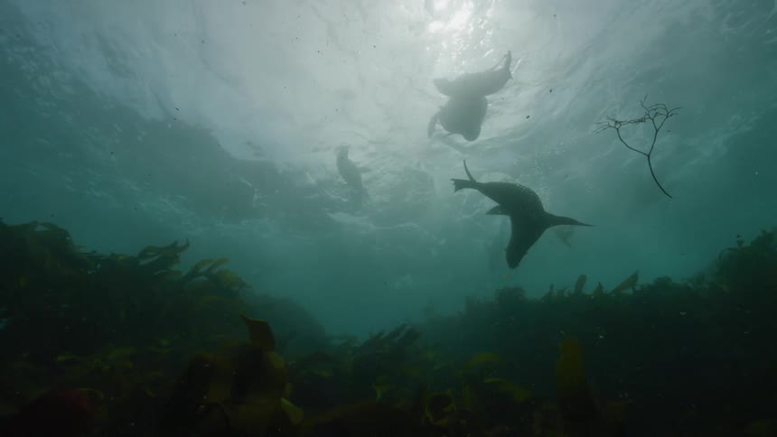 Seals underwater swimming slowly and a wave breaks and impacts the water
