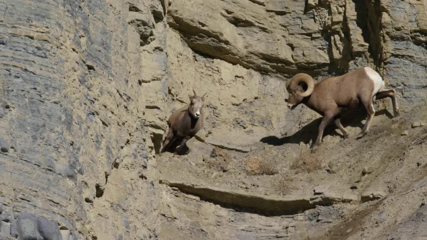 A male bighorn sheep chasing a ewe down the slopes