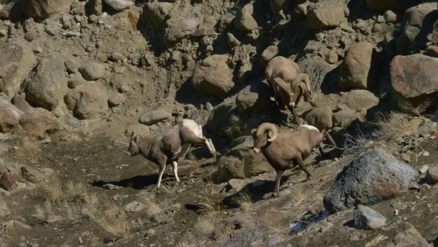 Bighorn sheep competing for a ewe among rocks along a mountainside